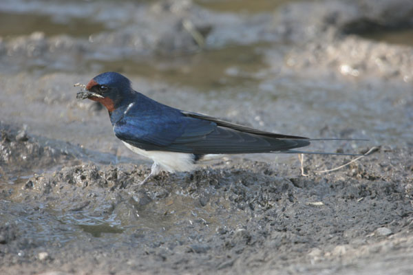07-9886 Swallow Hirundo rustica Collecting Mud